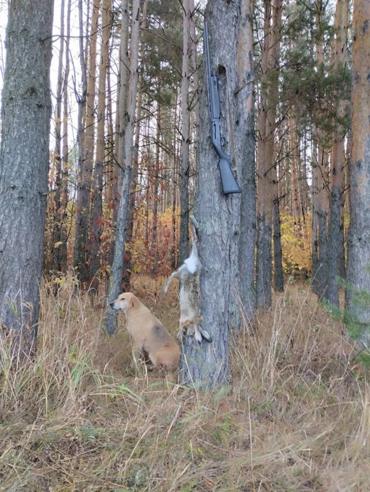 Tere, kõik ohtliku jahipidamise sõbrad! Tahan jagada teiega mõningaid huvitavaid faktidest, mis on seotud meie kirgliku hobi - jahipidamisega.
  Eesti looduses leidub üle