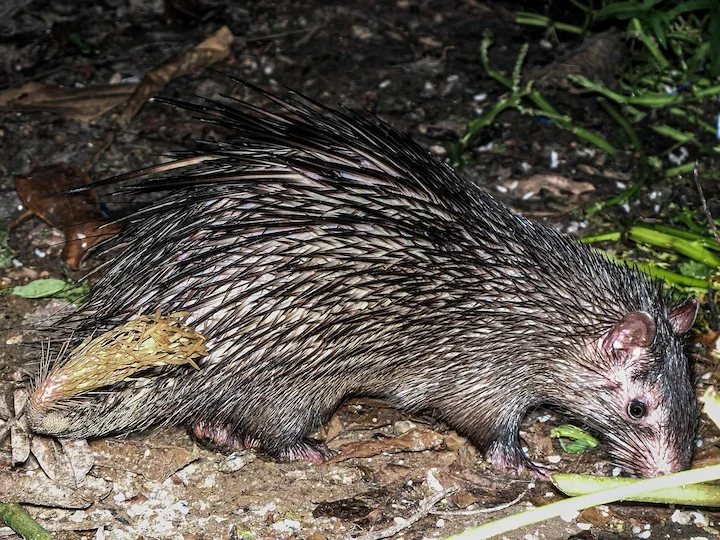 Afrikanischer Borstenigel (Afrikanischer Igel) (Atherurus africanus)
