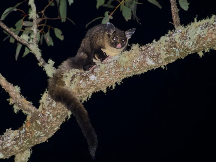 Sárga hasú siklópatkány (Petaurus australis)