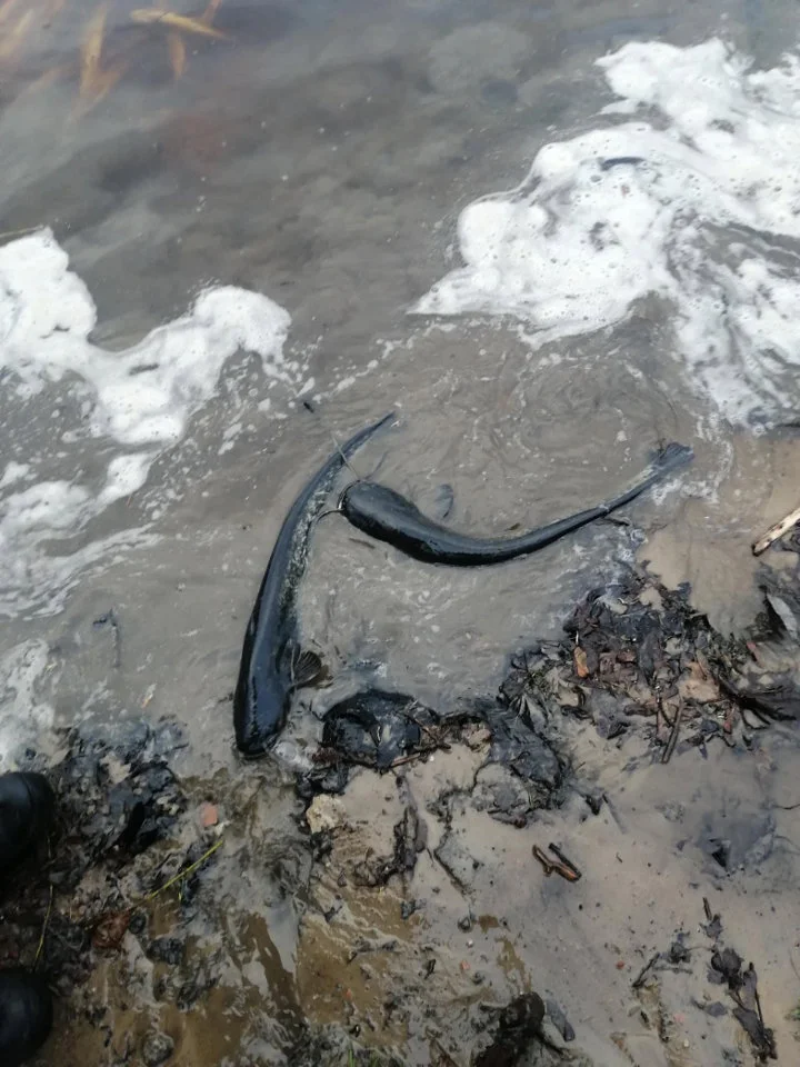 15 ноября 2022 г. произведено зарыбление водоема фонда запаса оз.Белое в Городокском р-не вблизи д.Сурмино.
Рыбопосадочный материал приобретен в ОАО «Рыбхоз «Волма» в кол