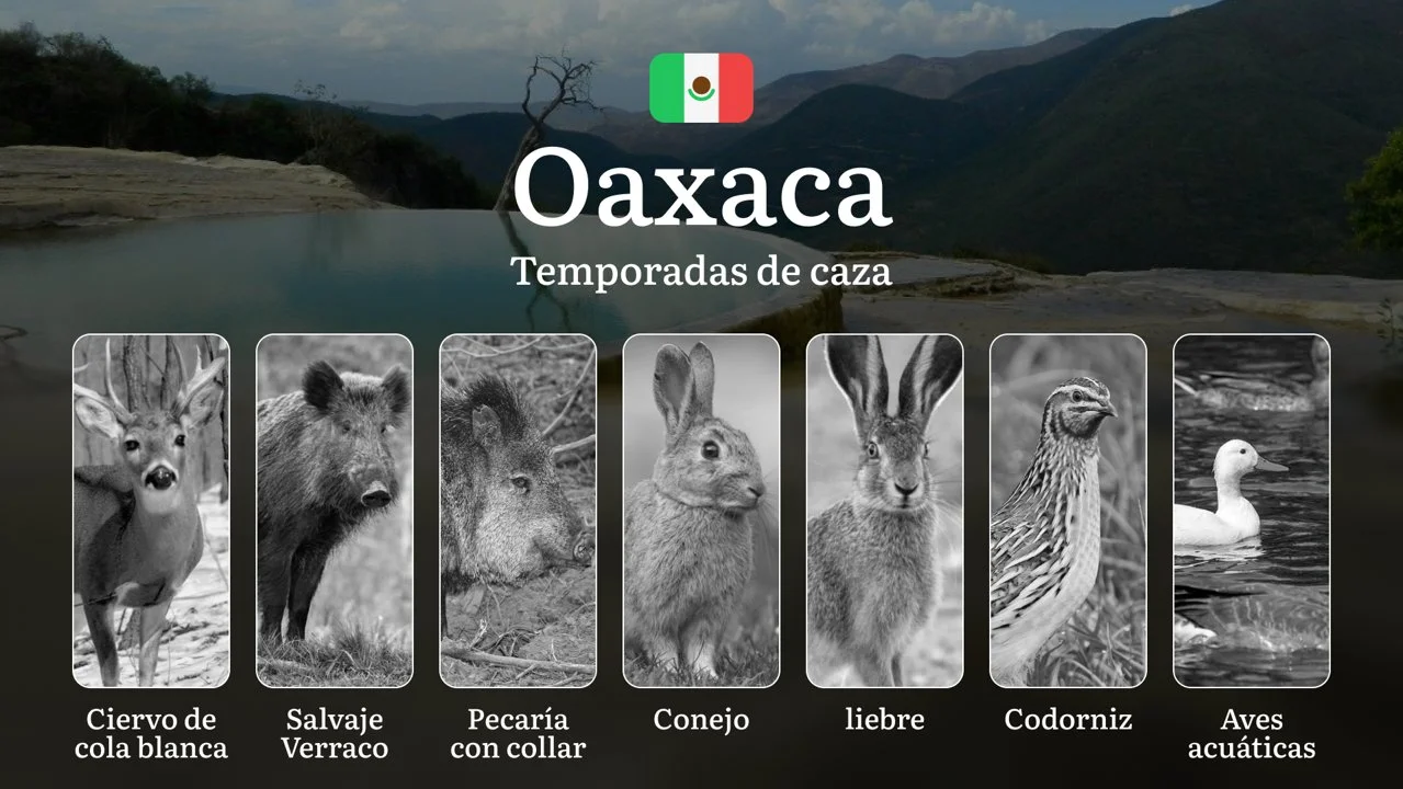 Temporadas y períodos de Caza en Oaxaca: Periodos Legales, Especies y Requisitos para una Práctica Responsable
Oaxaca es uno de los estados más ricos en biodiversidad de