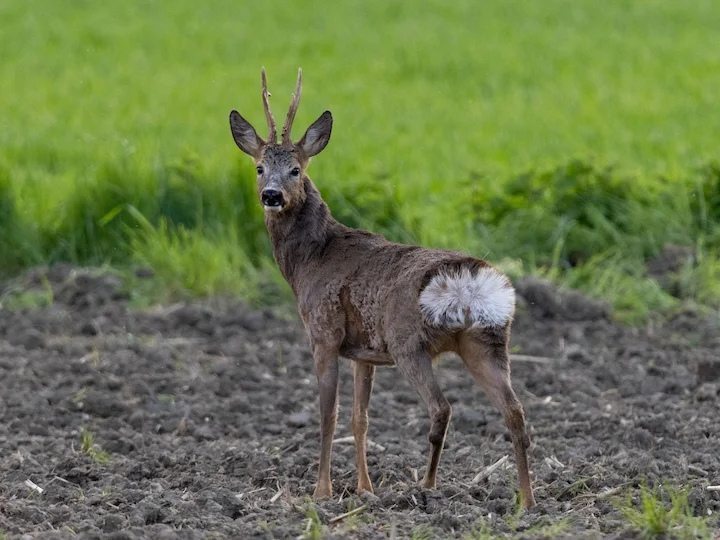 Reh (Europäisches Reh) (Capreolus capreolus capreolus)