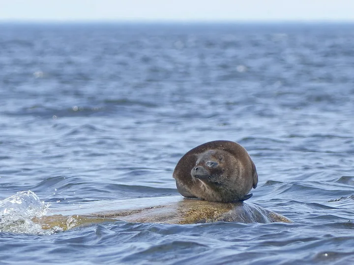 Ringed Seal (Pusa hispida)