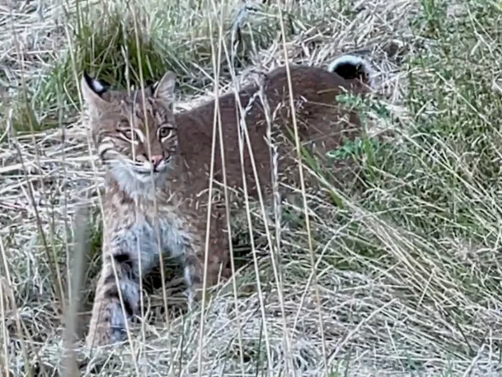 Lince rossa