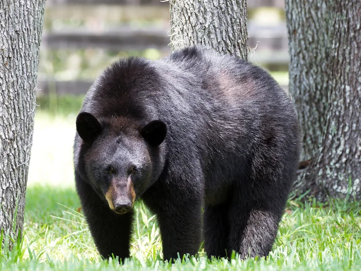 Amerikaanse swartbeer (Floridaswartebeer) (Ursus americanus floridanus), 2 of 3