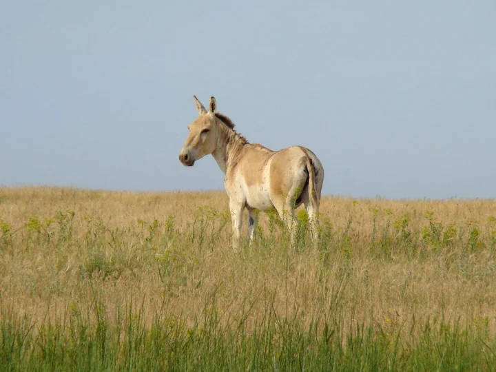Կուլան (Կիսաթուր) (Equus hemionus kulan), 3 of 3