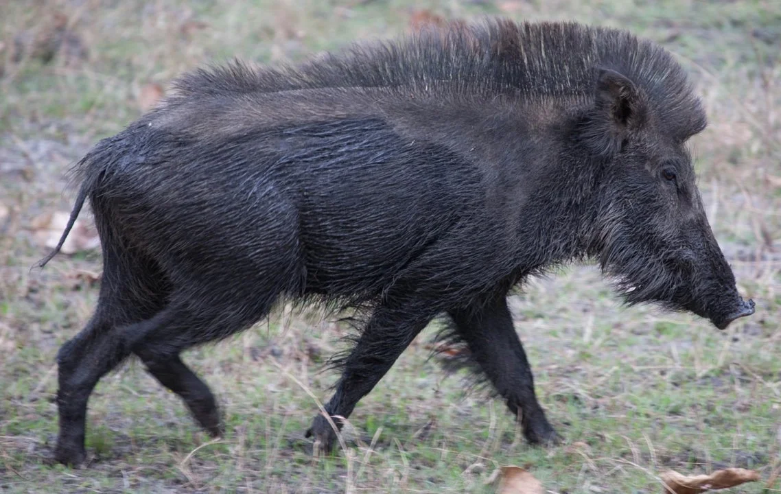 Ճապոնական վարազ (Ճապոնական խոզ) (Sus scrofa cristatus), 3 of 5