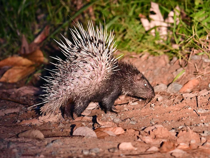 Stekelvark (Indiese stekelvark)