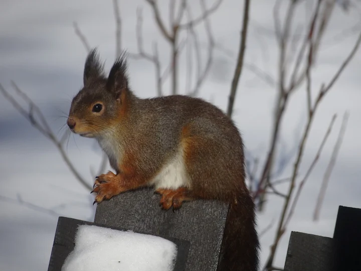 Eichhörnchen (Gemeines Eichhörnchen) (Sciurus vulgaris vulgaris)