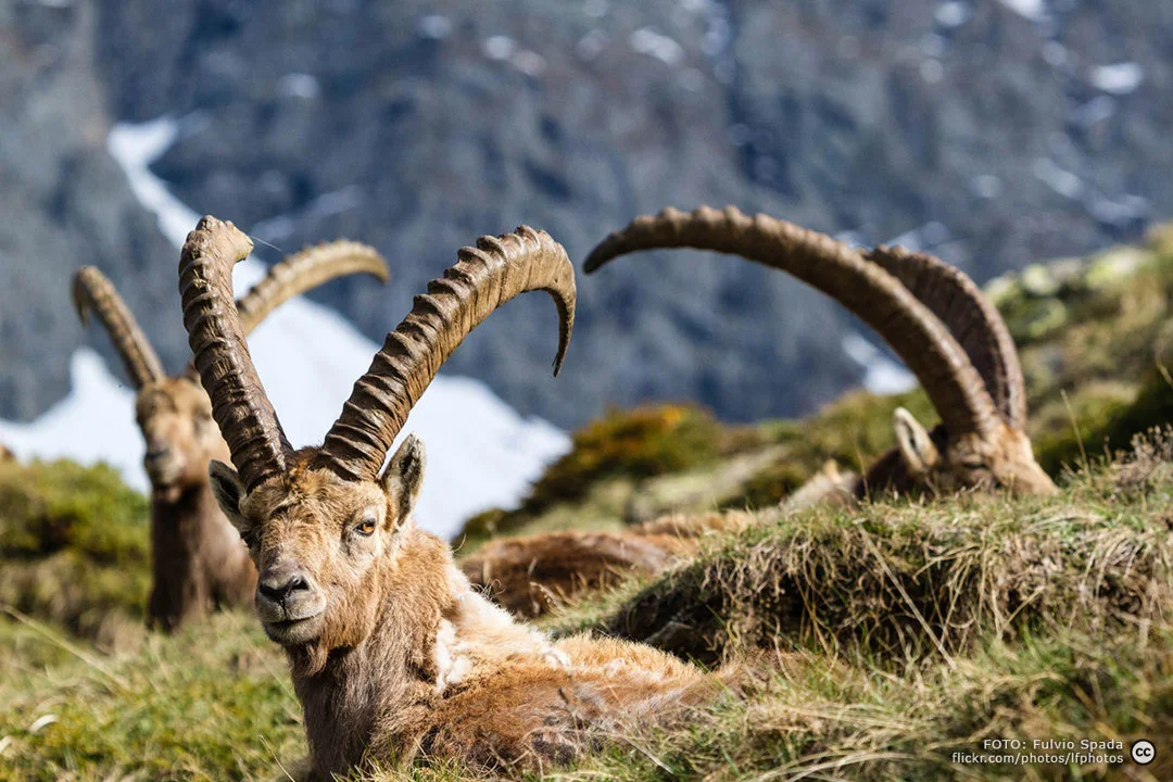 Die Jagd im Raum Graz-Umgebung: Naturräume, Aktivitäten, Ansätze, Wildarten, Grundlagen, Kalender, Gruppen, Traditionen, Besonderheiten        

Naturräume und ihre Eigen