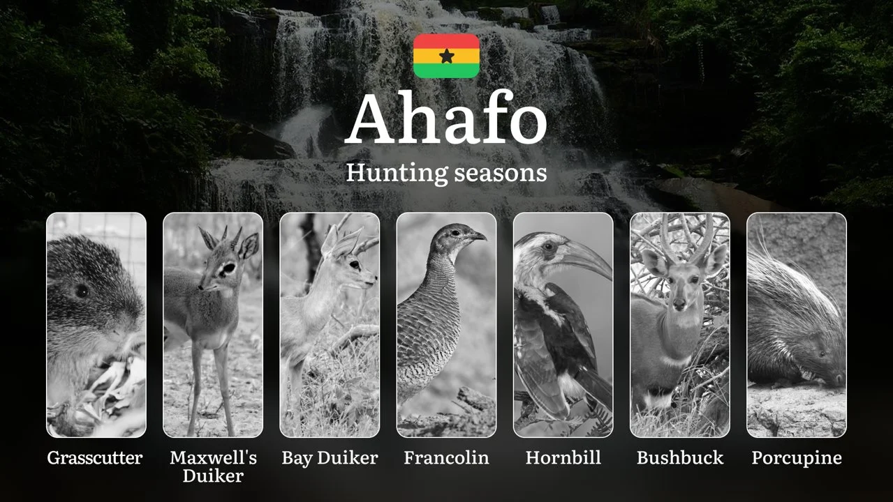 Hunting Laws and Seasons in Ahafo: General Hunting Rules, Permits, Restrictions & Time-Honored Events 