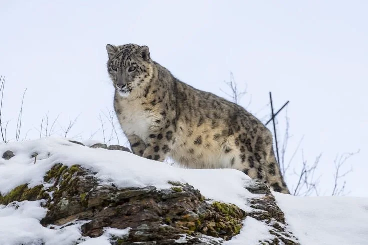 🇲🇳🤝🇨🇳 United for Snow Leopards: Historic China-Mongolia Pact Launches to Protect the Iconic "Ghost of the Mountains…