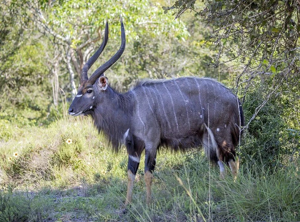 Nyala (Bosnyala) (Tragelaphus angasii), 2 of 5