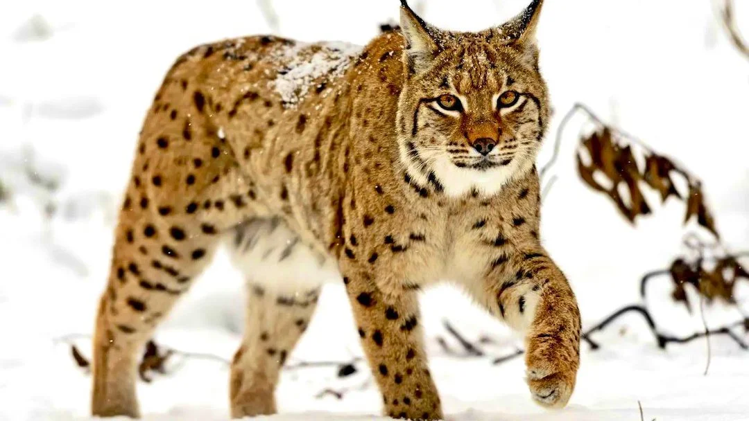 Swedish Lynx Population Densest in World: 1,400 Animals Create Hunting Controversy