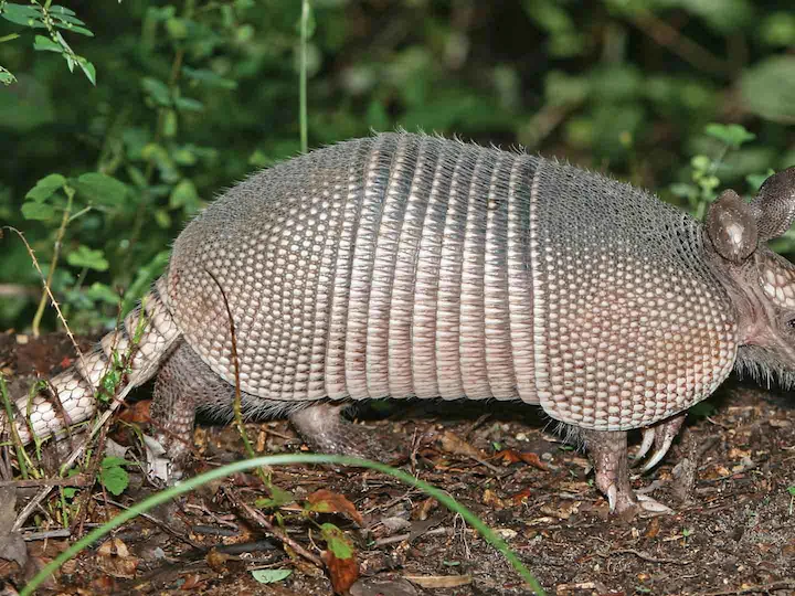 Jungasu garšnābains bruņurupucis (Dasypus mazzai)