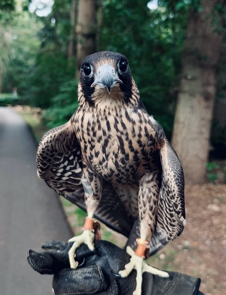 Falconry Schools and Training Centers in the United Kingdom (UK): A Complete Guide for Aspiring Falconers