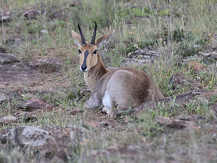Mountain Reedbuck (Redunca fulvorufula)