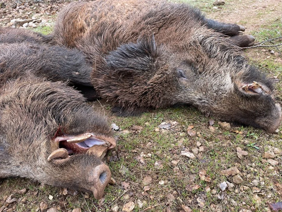 Jagd im Bern-Mittelland (Kanton Bern), Schweiz: Landschaftsbild, Bevölkerung, Jagdansätze, Wildbestand, Erlegungszeiten,… Jagd im Bern-Mittelland (Kanton Bern), Schweiz: Landschaftsbild, Bevölkerung, Jagdansätze, Wildbestand, Erlegungszeiten,…
