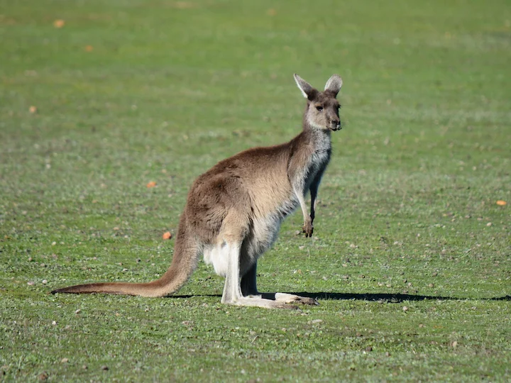 Чернолик кенгуру (Западен сив кенгуру) (Macropus fuliginosus melanops)