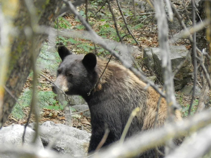 美洲黑熊（北美黑熊） (Ursus americanus americanus), 3 of 3
