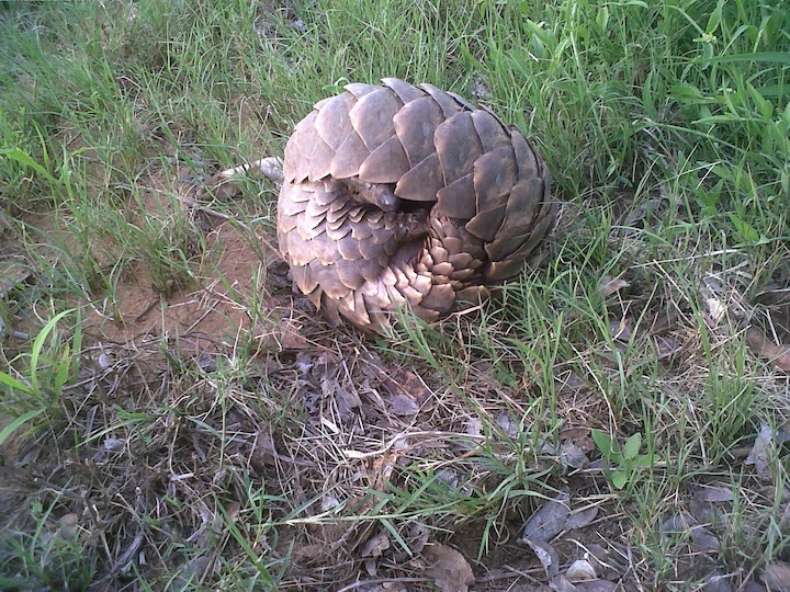Temminck se grondpangolin