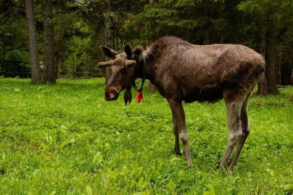 Groundbreaking Study of Juvenile Moose Set to Begin in Northeast Minnesota This Winter