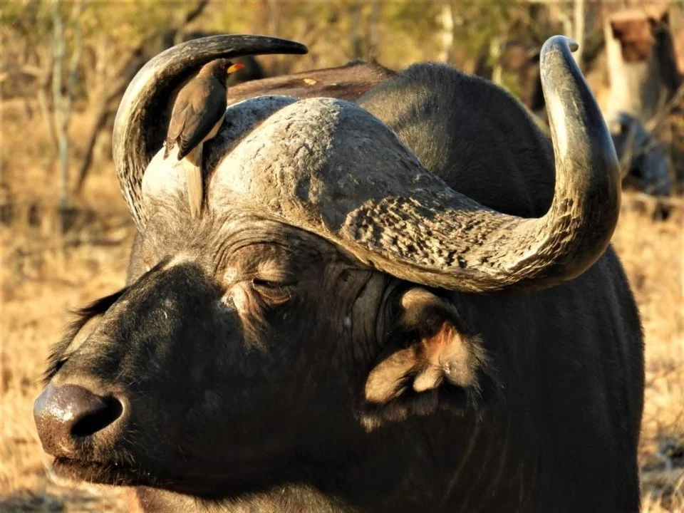 Kaapse buffel (Afrikaanse buffel) (Syncerus caffer caffer), 3 of 4