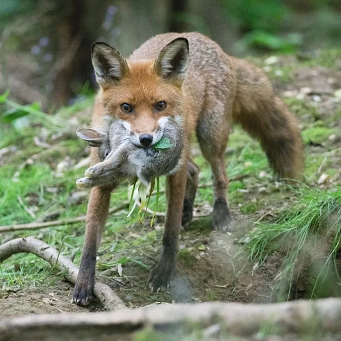 A Hunter Found Guilty After Fox Killed During Alleged Trail Hunt