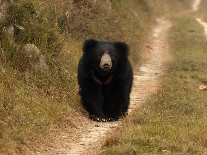 Orso bradipo