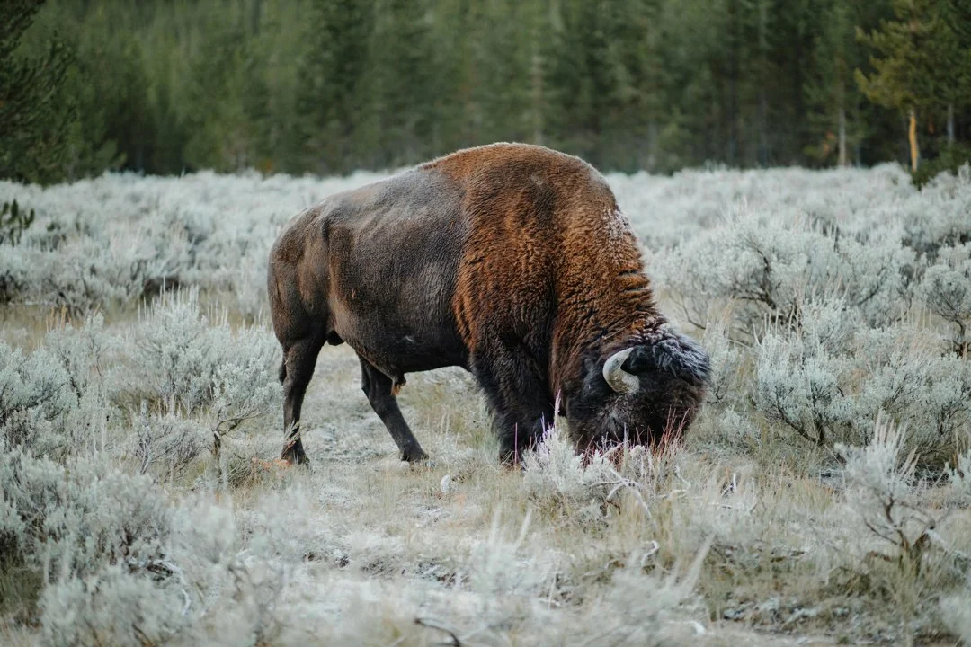 Second Indigenous Bison Hunt in Banff’s Backcountry to Begin Next Week
Banff National Park will host its second Indigenous‑led bison hunt in October 2025, with 11 First