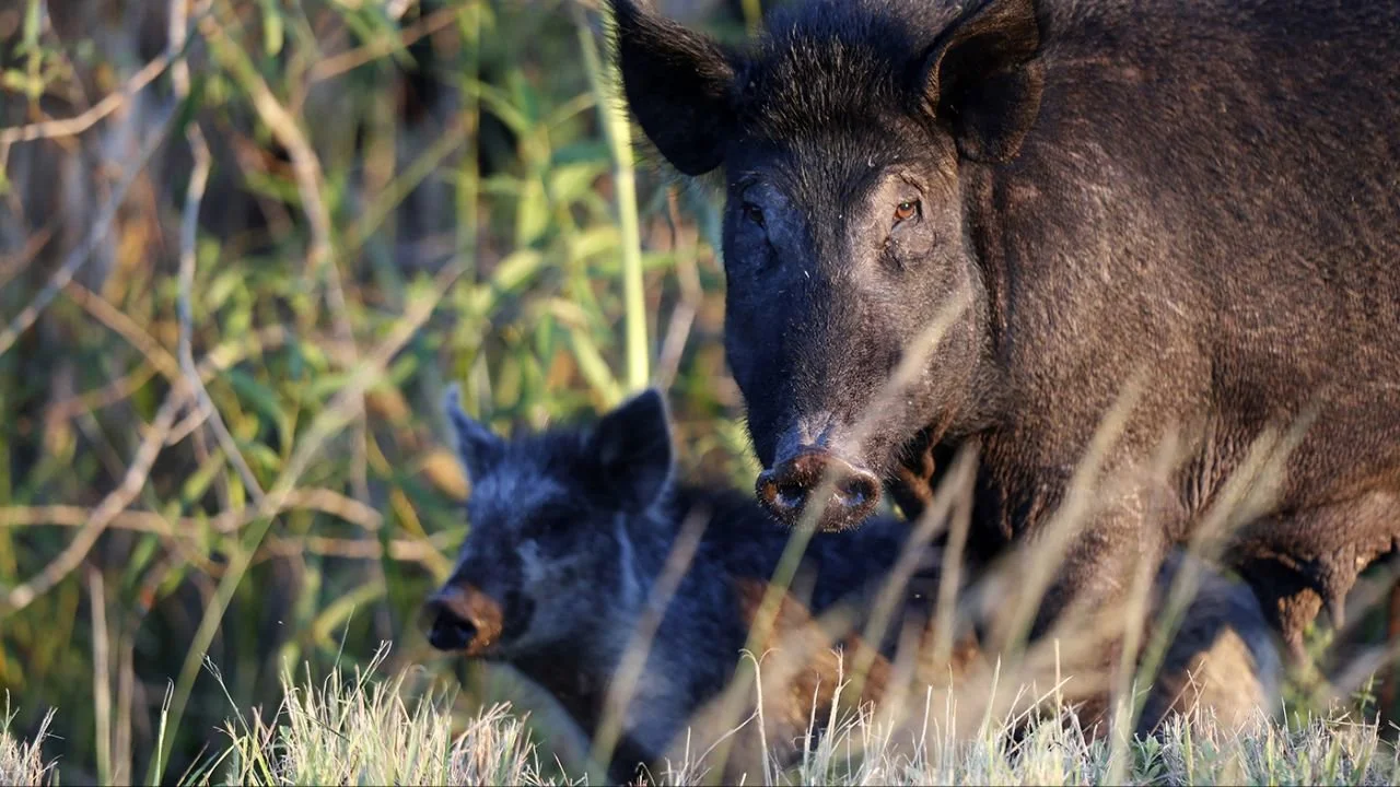 Outback QLD Feral Pig Hotspots: Where to Hunt and What to Expect, Demographics, Legislation System, Associations and Clubs, Laws and Hunting Seasons
Queensland, Australi