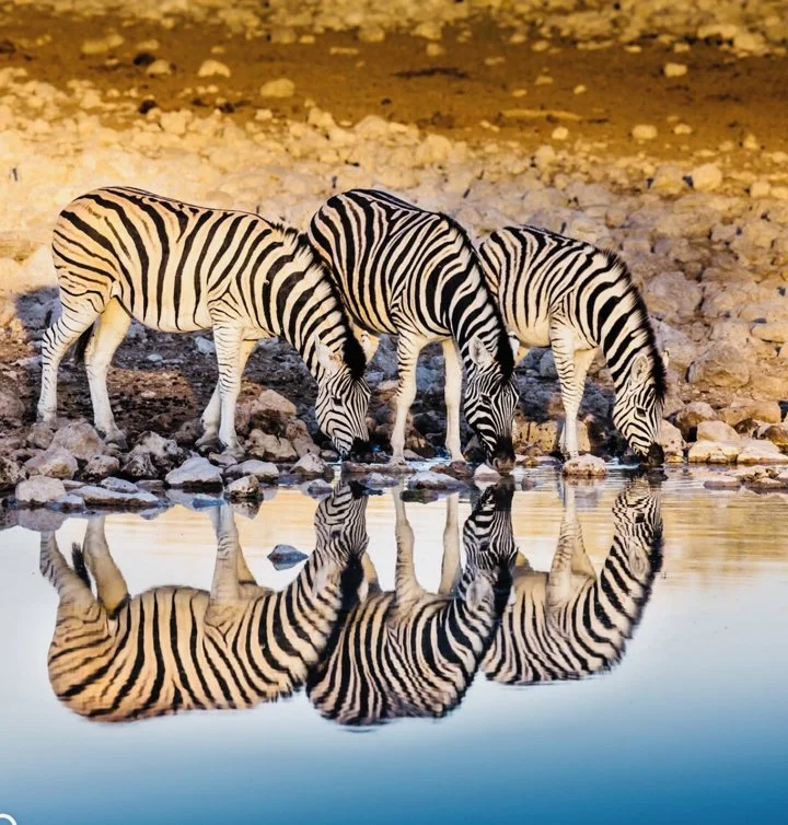 Zebra Hunting in Namibia: A Striped Trophy Worth Pursuing