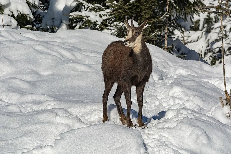 ALPINE CHAMOIS

 
The Alpine Chamois is a mountain game commonly living in the Alps Mountain Range.
It is the tallest species of Chamois, with the darkest coat. The alpin