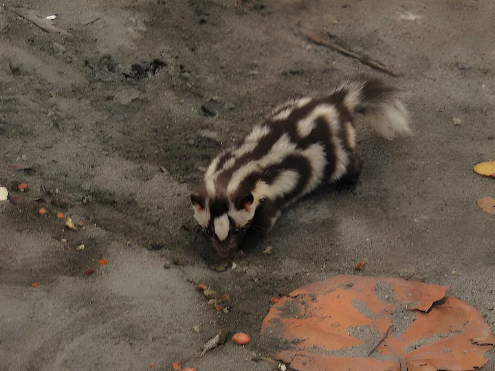 Eastern Spotted Skunk (Common Spotted Skunk, Little Spotted Skunk) (Spilogale putorius)