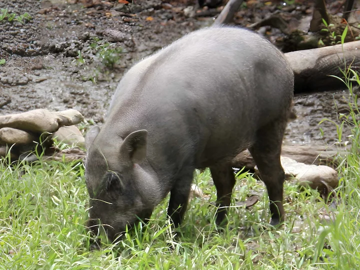Vark (Taiwanese wilde vark) (Sus scrofa taivanus), 1 of 3