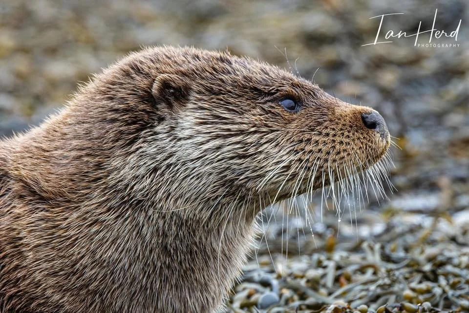Otter set taken earlier this month on the Isle of Mull, Inner Hebrides, Scotland.
Canon R7 and Canon RF 100-500mm lens.