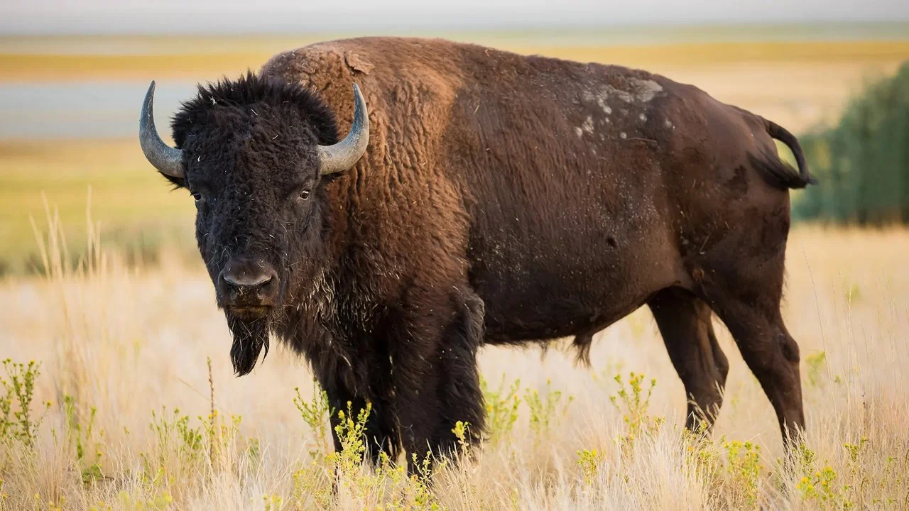 Բիզոն (Ամերիկյան բիզոն) (Bison bison bison), 2 of 5