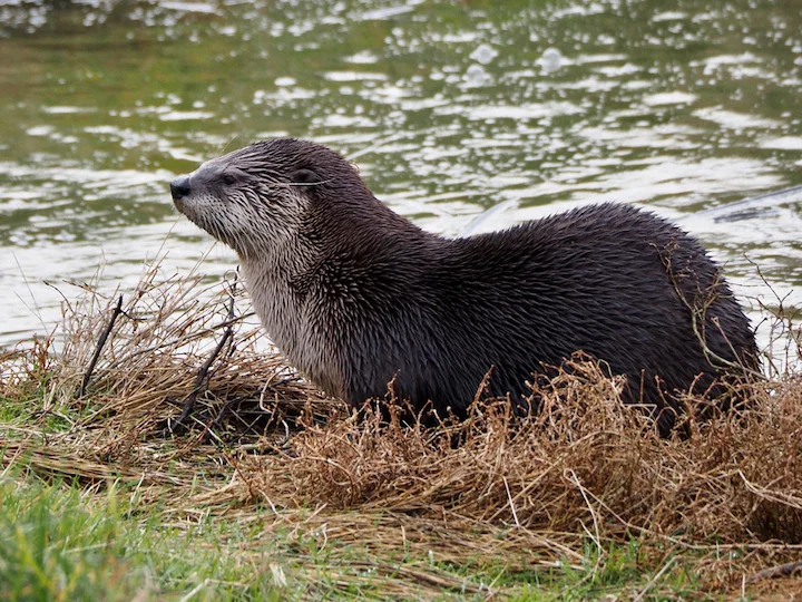 Կանադական սկյուռ (Ջրասկյուռ) (Lontra canadensis), 3 of 3