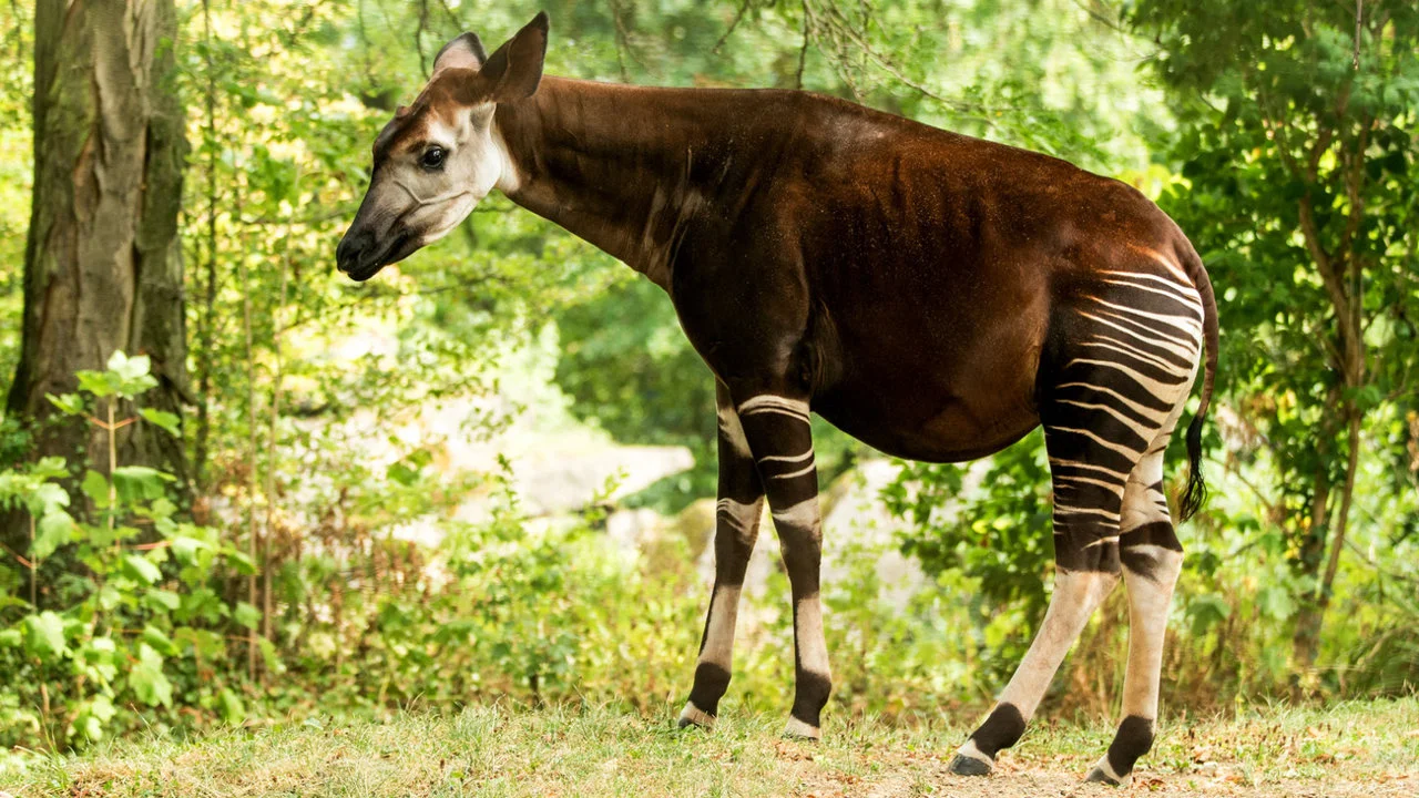 Hunting in Haut-Lomami: Ecosystem Diversity, Rural Hunting Culture, and Game Availability
Environmental Conditions and Natural Habitat in Haut-Lomami
Haut-Lomami lies