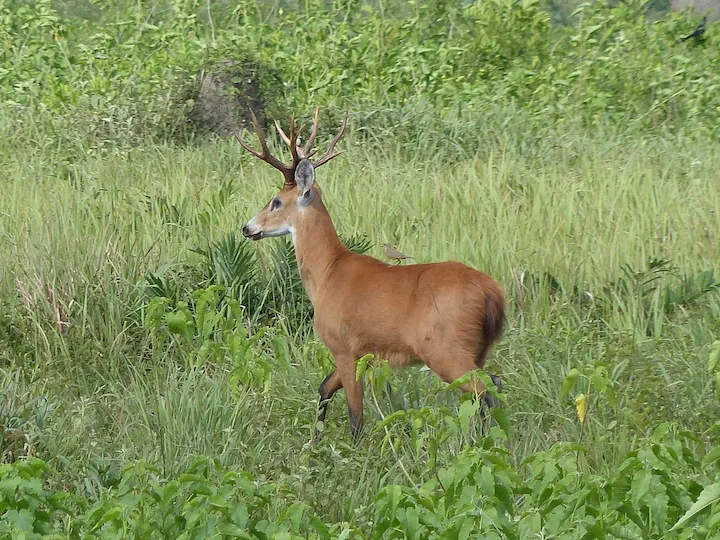 मार्श डीयर (दक्षिण अमेरिकी मार्श डीयर)