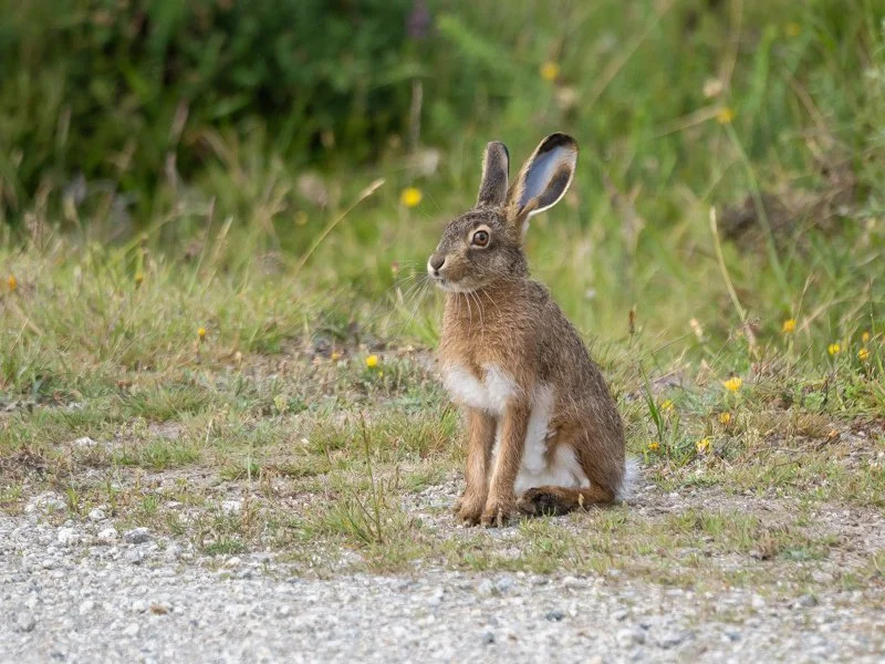 Iberisk hare (Lepus granatensis)