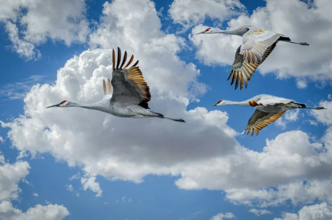 Ontario Considers First-Ever Sandhill Crane Hunting Season to Address Farm Conflicts