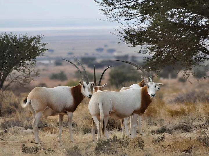 Sahara-Oryx (Scimitar-Oryx) (Oryx dammah)