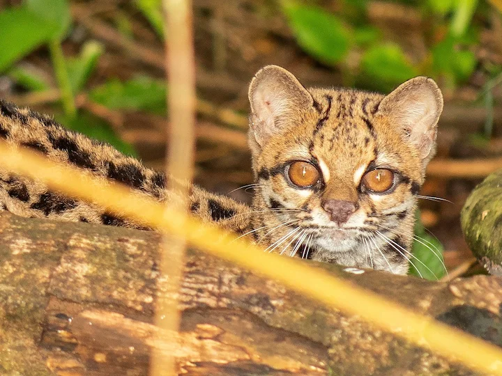 Margay dlouhoocasý
