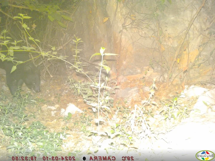 Orso nero asiatico