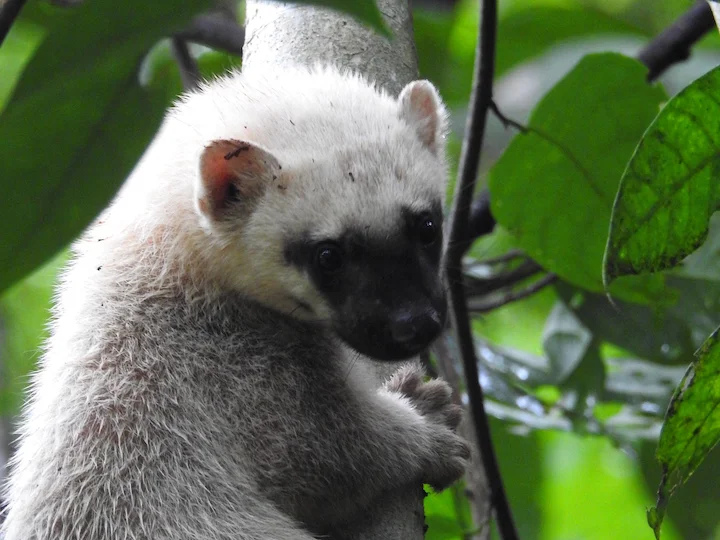 Gewone tayra
