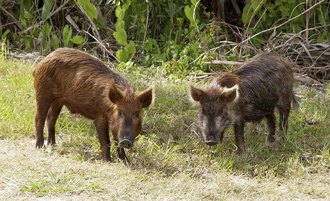 Heading Outdoors: Deer Season Ended, Time to Hunt Feral Hogs