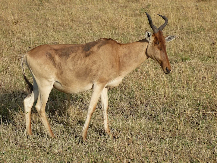 Antilope hartebeest