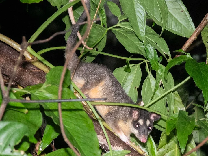 Gray Four-eyed Opossum (Grey Four-eyed Opossum, Common Four-eyed Opossum) (Philander opossum)