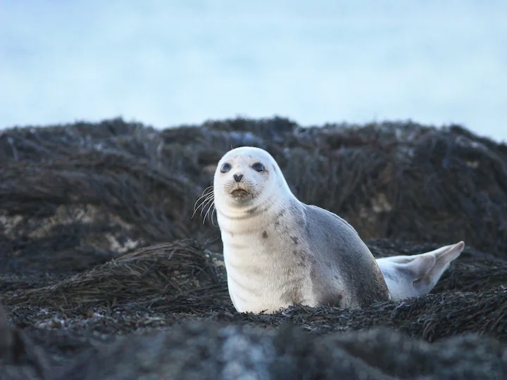 Harp Seal (Greenland Seal) (Pagophilus groenlandicus)